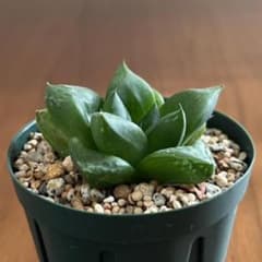 ハオルチア ダルマ 多肉植物のサムネイル