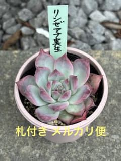 超希少 おらいさん苗 リンゼアナ実生 札付き 多肉植物 - メルカリ