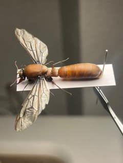 開翅標本】サスライアリの一種 ドライバーアリ Dorylus fulvカマキリ