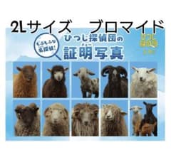ひつじ探偵団　映画　ブロマイド　2Lサイズ - 3
