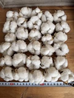 綿花 コットンフラワー 白 30個のサムネイル