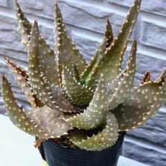 実生 ブラックシャーク ハイブリッド アロエ 多肉植物 高級 267