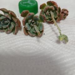 多肉植物 七福美尼抜き苗 3個セット - メルカリ