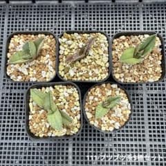 S*S様 111 アガベ　チタノタ ブツブツ系5種セットのサムネイル