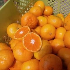 ⑦♥完熟♥みかん⑩キロ マルチ栽培のサムネイル