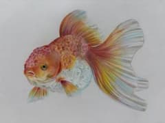 金魚の絵 色鉛筆画 アート作品のサムネイル