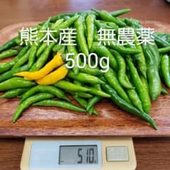 青唐辛子 熊本産 無農薬 500gのサムネイル