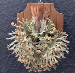 P.willinckii 'Asurada' Spore 15 - メルカリ