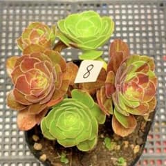 8#観葉植物 アエオニウム錦❤️花月夜錦❤️5小頭10cm 拔き苗 - メルカリ