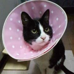 返金用ページのサムネイル