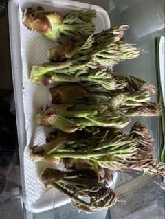 北海道　道東産　タラの芽　200gのサムネイル
