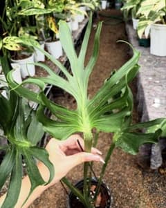 QQ9モンステラ デリシオーサ ウニアエMonstera Unniiae - メルカリ