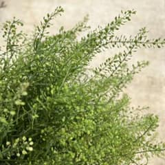 タラスピ　ペニークレス　グリーンベル　グンバイナズナ　種　100粒×3セットのサムネイル