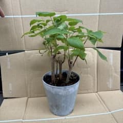 アジサイ アナベル 苗木のサムネイル