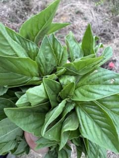 バジル200g 無農薬自家用野菜のおすそ分けのサムネイル