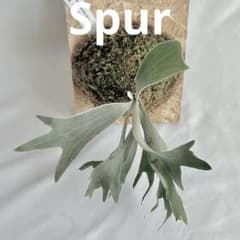 P. Willinckii Spur(TC) 【13】 - メルカリ