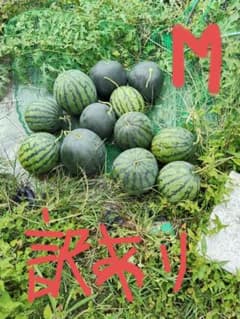 山形県産 尾花沢すいか 訳ありのサムネイル
