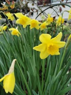 ラッパ水仙10球のサムネイル