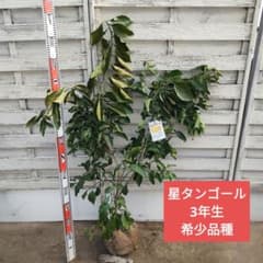 希少品種 星タンゴール 3年生 苗木 - メルカリ