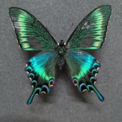 蝶標本 蝶類標本 昆虫標本 鱗翅目 美麗ミヤマカラスアゲハ　メス a 蝶標本 蝶類標本 昆虫標本 鱗翅目 美麗ミヤマカラスアゲハ オス - メルカリ