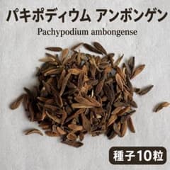 種子10粒パキポディウムアンボンゲンPachypodium ambongense - メルカリ