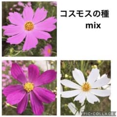 27 コスモスの種 mix - メルカリ