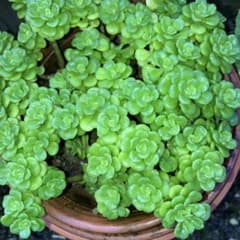 浜万年草　カット苗　7本 - 3