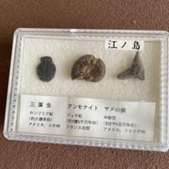 u*e様 化石のサムネイル
