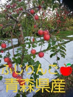 青森県産ふじりんごのサムネイル