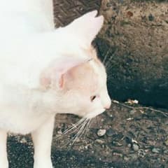 ダークリベリオンのサムネイル