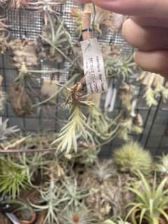 Tillandsia capillaris 'Rose Flower'のサムネイル