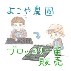 ブロッコリー苗のサムネイル