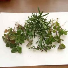 専用出品 ハーブのサムネイル