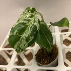 ms27品種保証！斑入り保証 モンステラ バルバソー フシギダネ ms28品種保証！斑入り保証！モンステラ バルバソー フシギダネ 順化