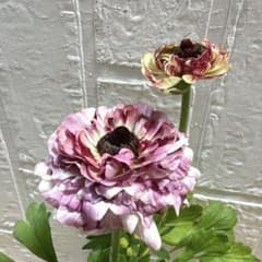 現品】ラナンキュラス♡綾園芸♡イカロスパープル♡3.5号♡ポットごと