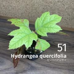 15.　柏葉紫陽花　カシワバアジサイ　抜き苗 51. 柏葉紫陽花 カシワバアジサイ 抜き苗 - メルカリ