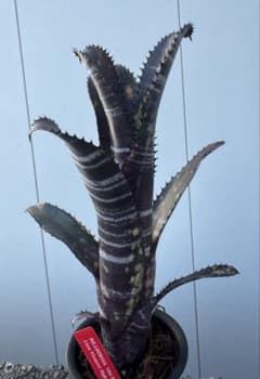 BILLBERGIA ‘Obi-Wan’ ビルベルギア オビワンのサムネイル