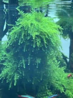 あちゅーの水草】** ADA ポゴステモン・ヘルフェリー 5株（完全無農薬 