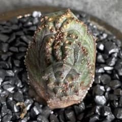 B18886☆オークション販売☆ユーフォルビア 極上木化 ヴィンテージ