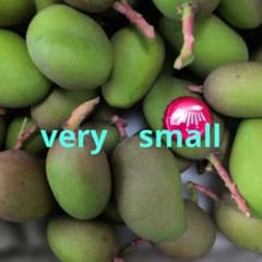 ☆摘果マンゴー8.5kg 沖縄県産摘果マンゴー8.5kg(クール便発送) - メルカリ