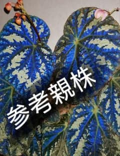 p*n様 【青光り】Begonia pseud longiciliata (超大 p*n様 【青光り】Begonia pseud longiciliata (超大 - メルカリ