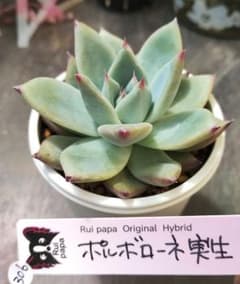 【ルイパパさん苗】ポルボローネ実生【札付き】鉢ごと発送 ポルボローネ実生 札付きポットごとメルカリ便ルイパパさん苗 - メルカリ