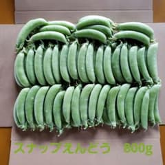 新鮮 スナップエンドウ 収穫したて　ネコポス　800gのサムネイル