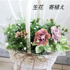 花寄植え　花かご　母の日　プレゼント　アレンジメント　ペチュニアジュリエットのサムネイル