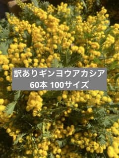 ギンヨウアカシア訳あり100サイズ60本のサムネイル