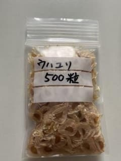 ウバユリ種  500粒のサムネイル
