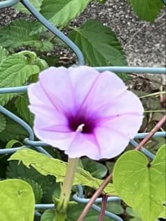 夕顔（赤花夕顔)の種30粒♬のサムネイル