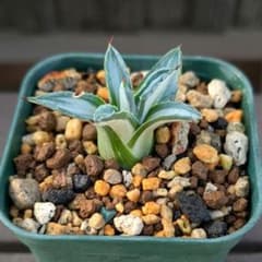 アガベ　アメリカーナ　華厳　子株のサムネイル