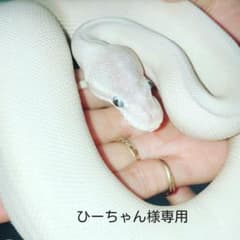 ひーちゃん様専用　白ヘビ脱け殻3本まとめ売りのサムネイル