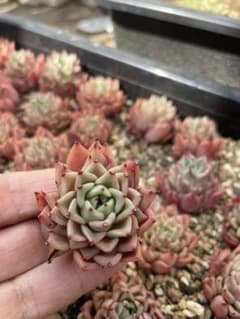 poti様　専用ページのサムネイル